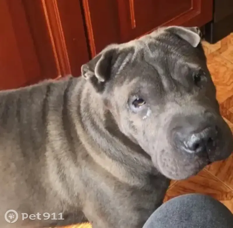 Пропала собака, Паромная улица, Волжский - спокойная, пугливая - photo