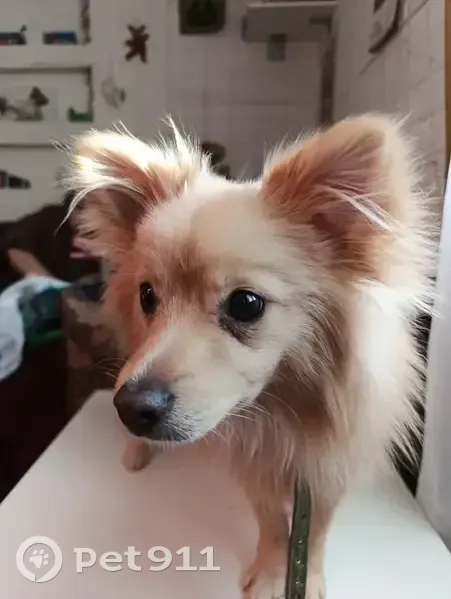 Пропал собака, Тишково, Московская область - немецкий шпиц палевого цвета - photo