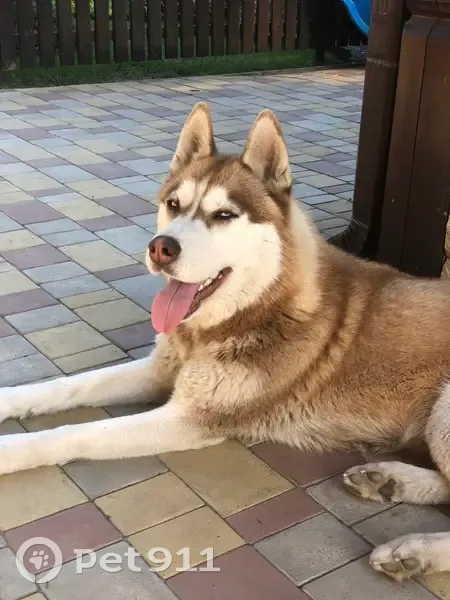 Пропала собака, Жемчужная улица, Краснодар - рыжая хаски с голубыми глазами - photo