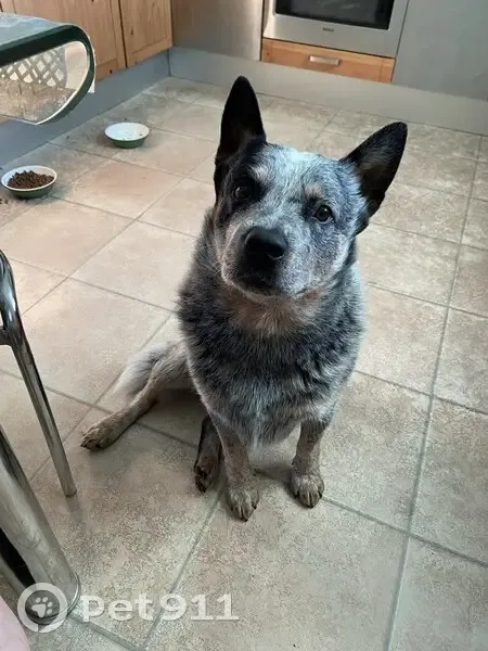 Пропал собака, мужской, Родниковый проезд, 11, Житково - photo