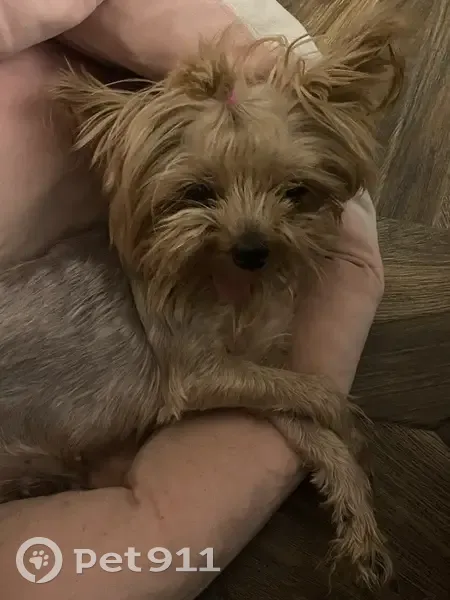 Пропала собака, девочка, улица Карпинского, 88, Воронеж - йоркширский терьер, старенькая - photo