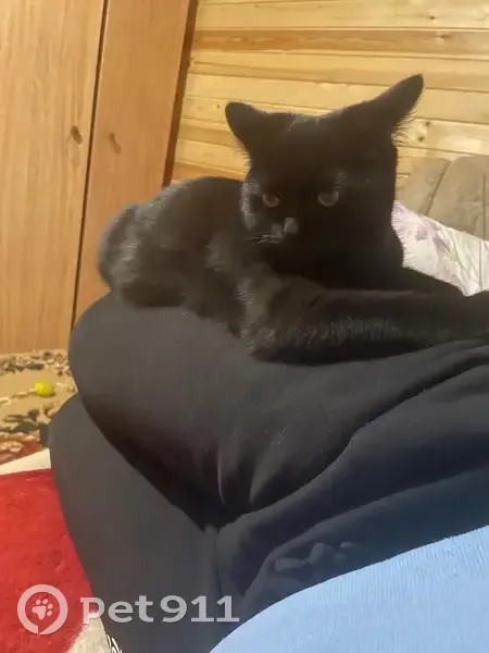 Пропала кошка, мужской, 2-й Московский переулок, 3, Деденево - 9 месяцев, черного цвета - photo