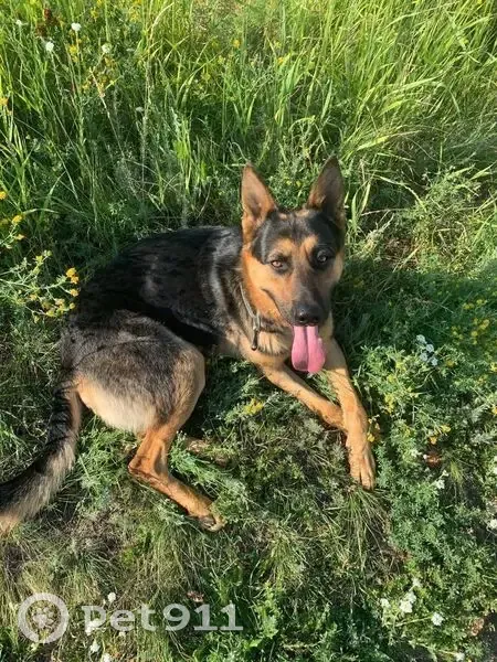 Пропал собака, мужской, улица Клочкова, 81, Саратов - черно коричневый овчарка нечистокровный - photo