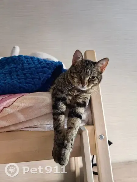 Пропал кот, Гагринская улица, 24, Ростов-на-Дону - нет одного глаза - photo