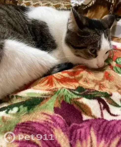 Пропал кот, улица Максимовой, 21, Белебей - photo