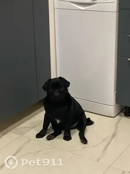 Пропал собака, Степная улица, 12, городской округ Ижевск - чёрный мопс - photo