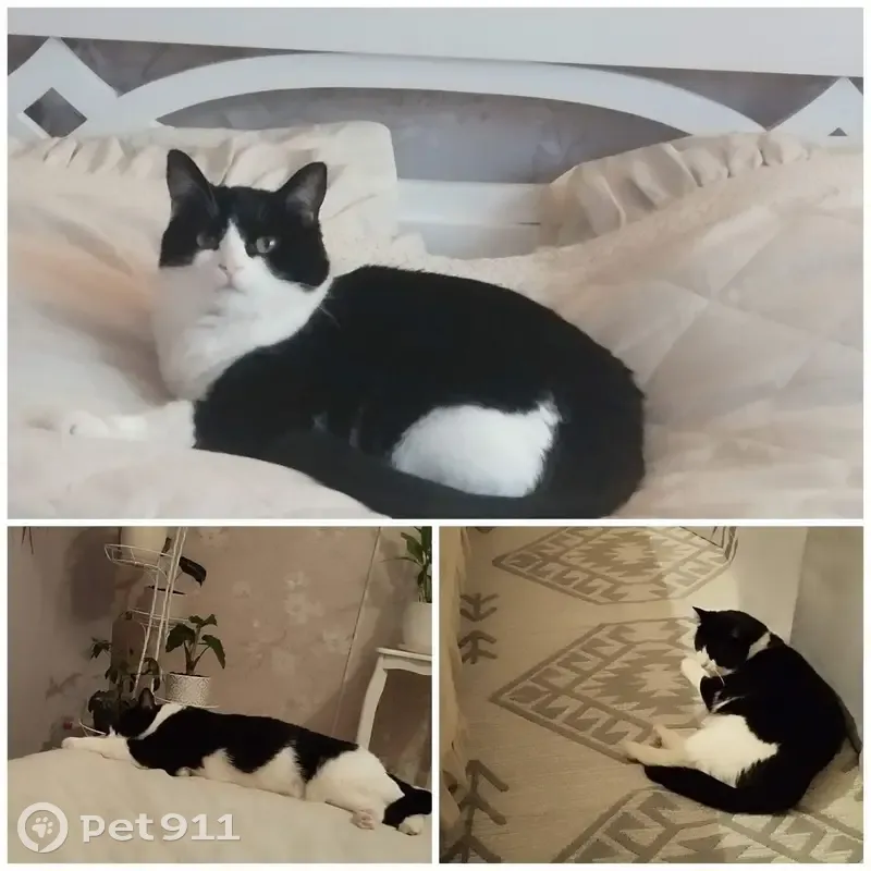 Пропала кошка, улица Спирина, Коломна - откликается на кличку Верба - photo