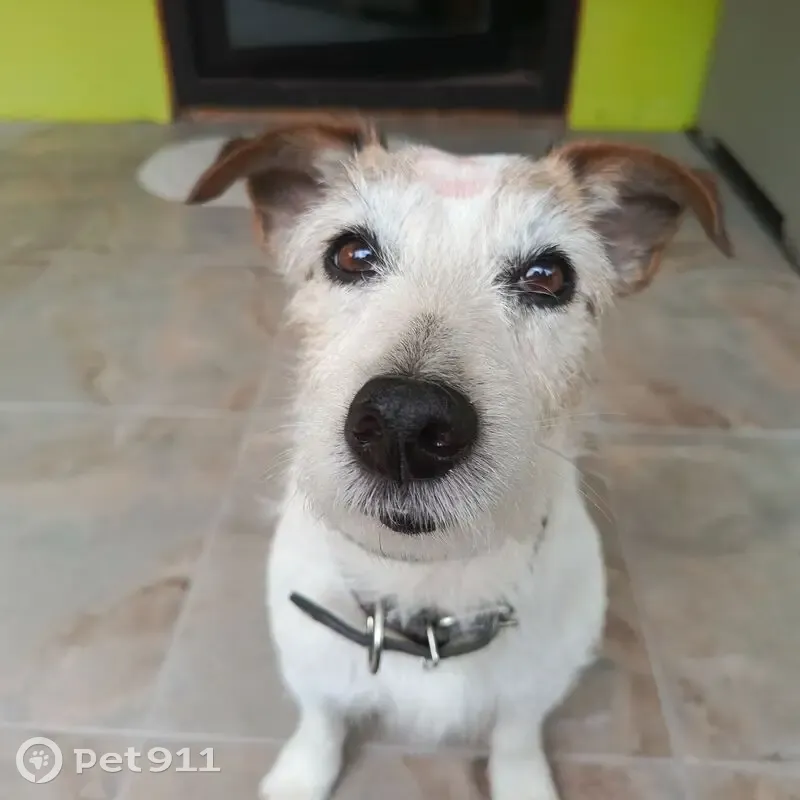 Пропал собака, мужской, Остинская улица, Череповец - Джек Рассел терьер - photo