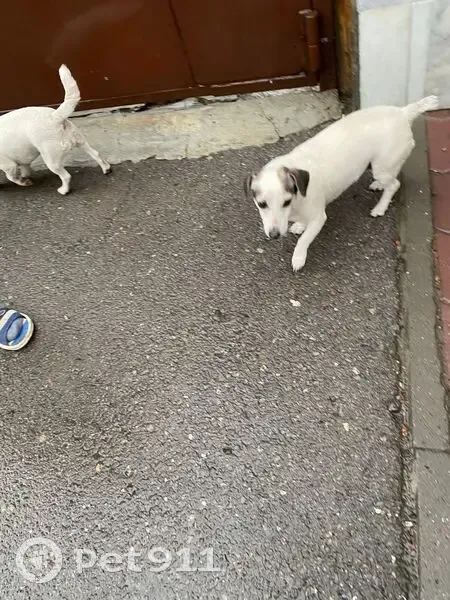 Пропала собака, проспект Шолохова, 81А, Ростов-на-Дону - белая с тёмными ушками, порода Джек Рассел - photo