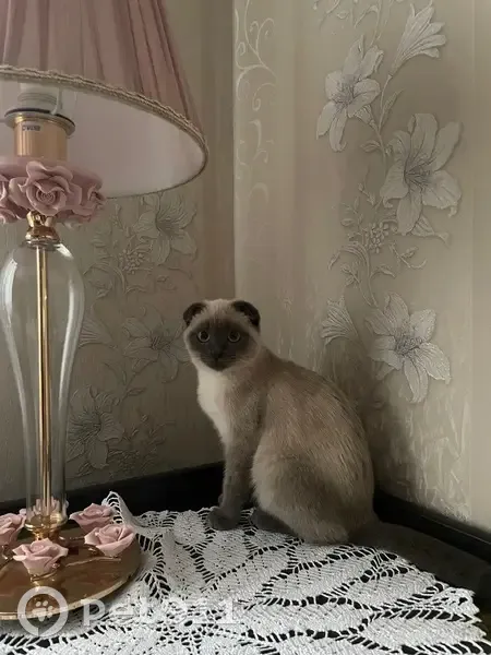 Пропала кошка, Литейная улица, 21, Юсово - смесь сиамской с шотландской вислоухой - photo