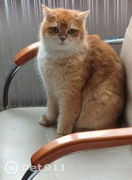 Пропал кот, 46К-2150, Любучаны - рыжий, пушистый, 4 года - photo