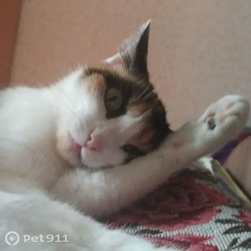 Пропала кошка, Пригородный, Республика Саха (Якутия) - три основных цвета, зеленые глаза - photo