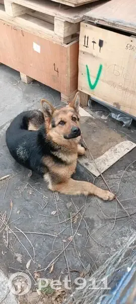 Найдена собака, Промышленная улица, Черногорск - чистая немецкая овчарка - photo