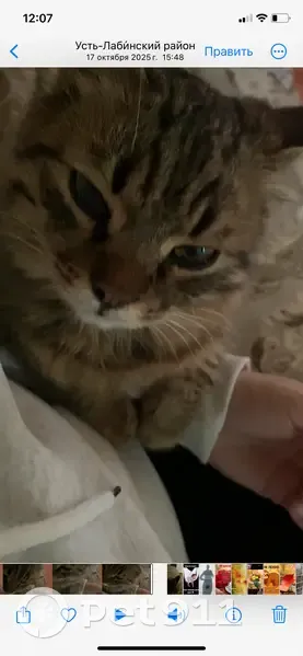 Пропал кот, Школьная улица, 51, Заречный - тигровый, пушистый - photo