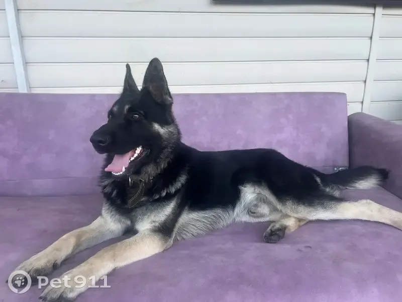 Пропал собака, Дражная улица, 58, Миасс - восточноевропейская овчарка, кличка Тор - photo