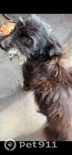 Пропала собака, женская, Зоотехническая улица, Абакан - отсутствует нижняя челюсть - photo