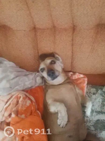 Пропала собака, Пионерская улица, 3, Челябинск - рыжая такса - photo