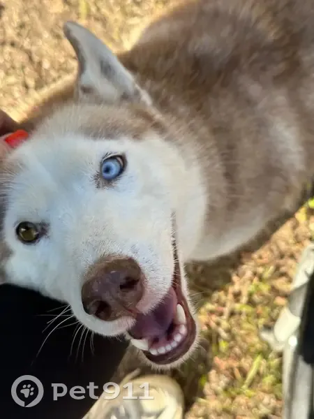 Пропал собака, улица Гагарина, Комсомолец - бледно-рыжий окрас, разные глаза - photo