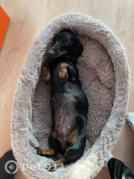 Пропала собака, Лесная улица, 2, Первомайский - такса с швом на животе - photo