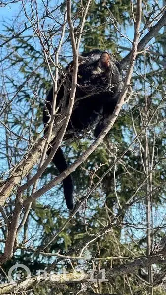 Найдена кошка, улица Чехова, 8, Тула - чёрная, испуганная на дереве - photo