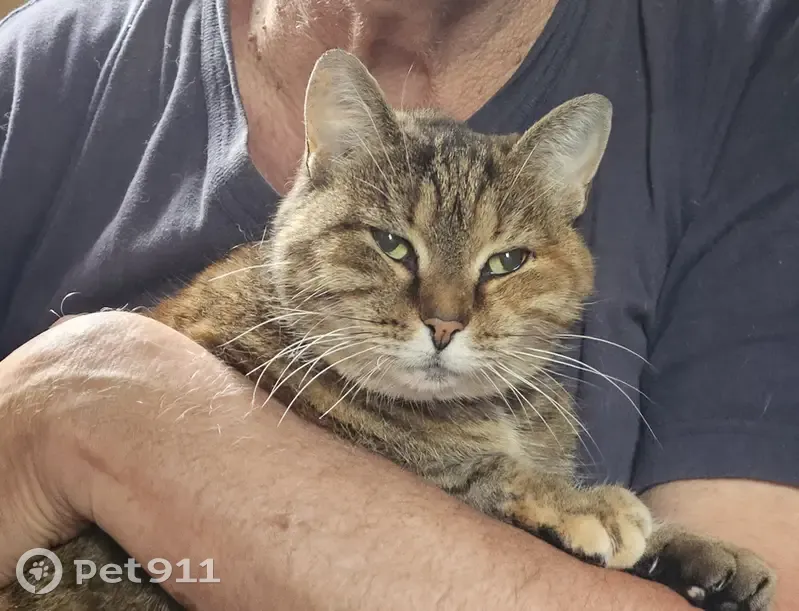 Пропала кошка, улица Кирова, 8, Королёв - трёхцветная, носит серый пластиковый ошейник - photo