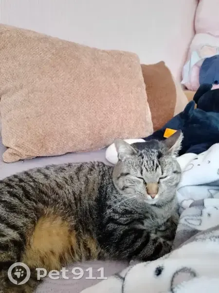 Пропал полосатый кот, Лазурная улица, 89, Новая Усмань - photo