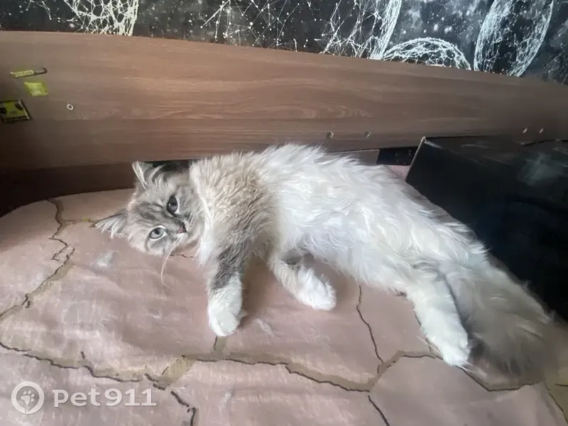 Пропала кошка, улица Луначарского, 1, Карталы - пушистая с голубыми глазами - photo