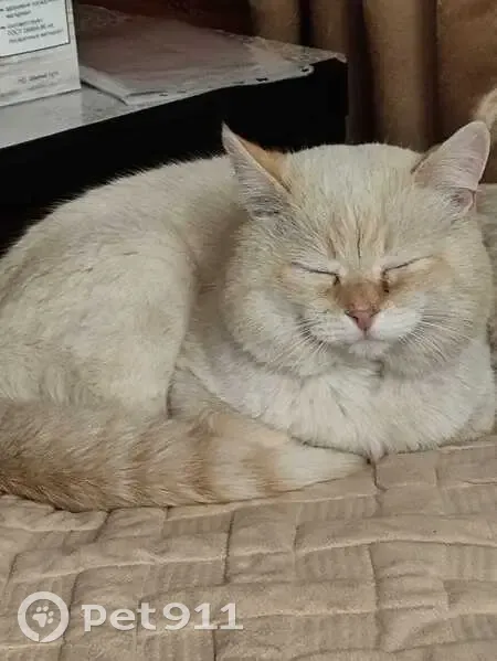 Пропал кот, переулок Энергетиков, 10, Родина - белый с персиковым переливом - photo