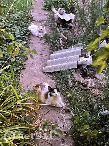 Пропал кот, Латошинская улица, Волгоград - белый длинношерстный сиамский - photo