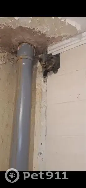 Найдена кошка, улица Чайковского, Челябинск - двухцветная, длинношерстная - photo