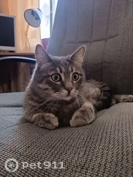 Найден кот, Федеративный проспект, Москва - ласковый и кастрированный - photo