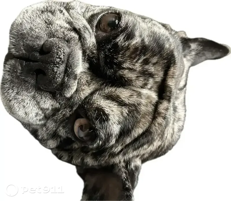 Пропала собака, женский пол, Полевая улица, 42, Богданович - photo