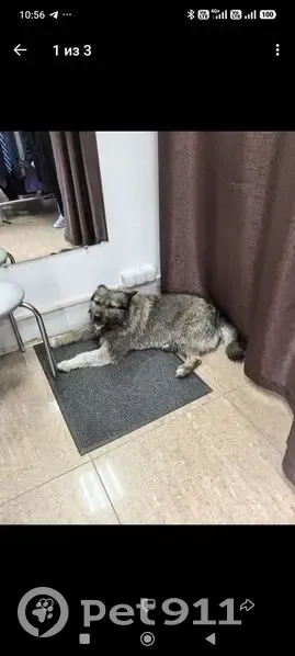 Пропал собака, Красная улица, 164, Калининград - откликается на Серж - photo