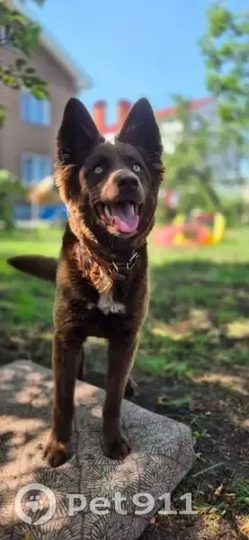 Пропала собака, женский пол, улица Галилея, 4, Губкин - коричневый окрас, 1 год - photo