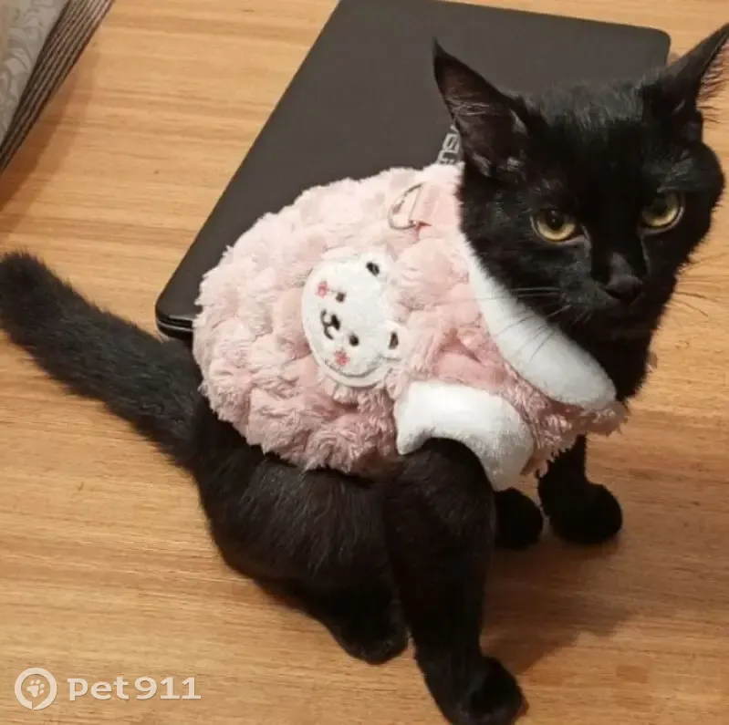 Пропала кошка, 26, Ангарск - чёрная с дерматитом - photo