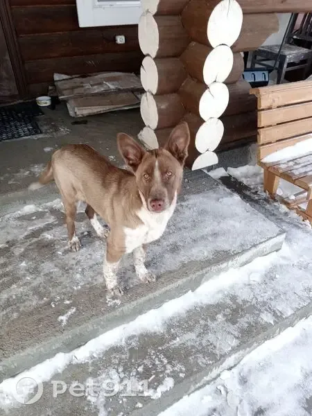 Пропала собака, Каменка, Ульяновская область - отзывается на имя Джессика - photo