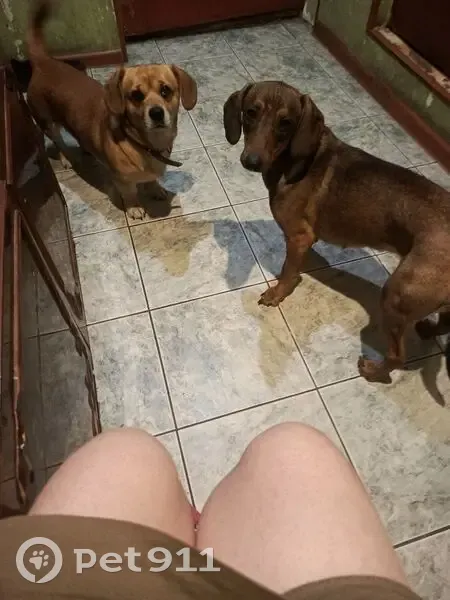 Пропала собака, Речная улица, Брянск - такса тёмно-коричневая - photo