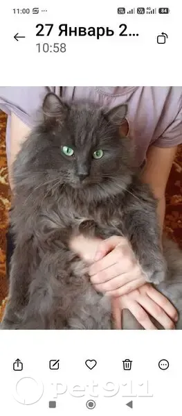 Пропал кот, Точильнинское сельское поселение, Ашинское - серый, один зуб сломан - photo