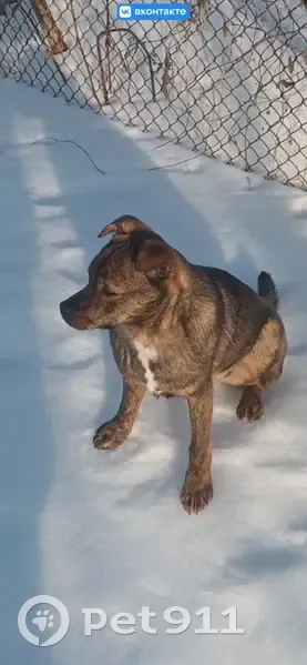 Пропала собака, Курск - photo