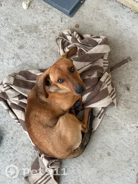 Пропал собака, мужской, Фестивальная улица, 1, Новоалександровск - шрам над левым глазом - photo