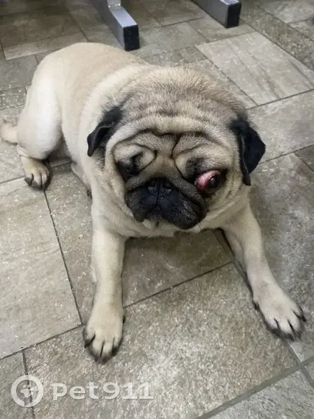 Найден собака с выпавшим глазом, Красные Баки, Нижегородская область - photo