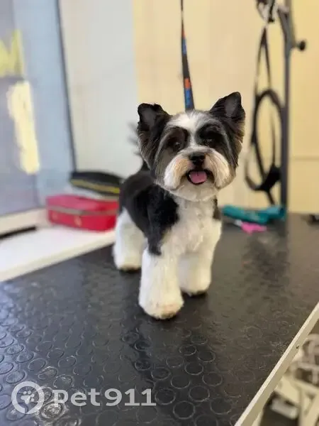 Пропал собака, 8-я просека, Самара - бивер-йорк, бело-чёрный окрас - photo