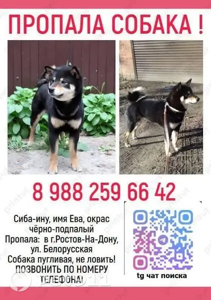 Пропала собака, Белорусская улица, Ростов-на-Дону - порода сиба, испугалась взрывов петарды - photo