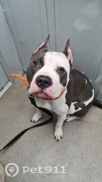 Пропал собака, проспект Ленина, 46, Новороссийск - бело-голубой окрас, шрам на лбу - photo