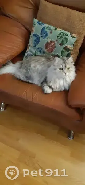 Пропал кот, улица Максима Горького, 3 к2, Тюмень - пушистый и светло-серый - photo