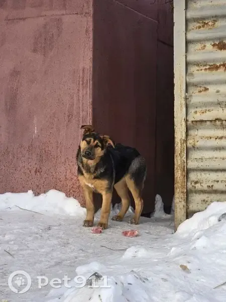 Пропала собака, девочка, Московский проспект, Ярославль - черно-рыжий окрас - photo