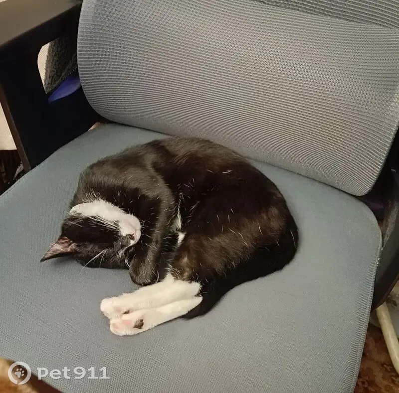 Пропал кот, Пулковское шоссе, 65 к1, Санкт-Петербург - чёрно-белый с зелёным ошейником - photo