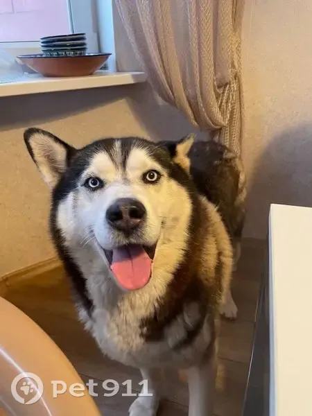 Пропал собака, улица Калинина, 12, Лукоянов - хаски, дружелюбный - photo