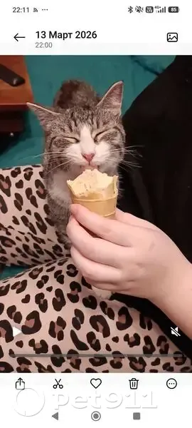 Найдена кошка, проспект Мира, 1, Великий Новгород - молодая серая с заломленным хвостом - photo