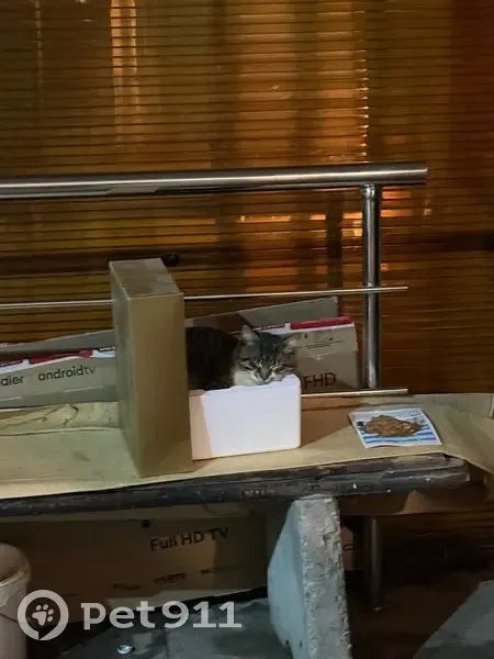 Найден кот, улица Фрунзе, 15, Тула - ласковый и домашний - photo